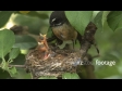 Fantail Feed in Nest 2 2871